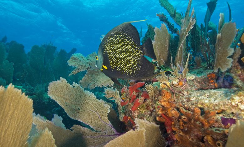 Best places to scuba san diego