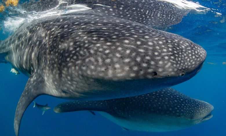 scuba diving san diego