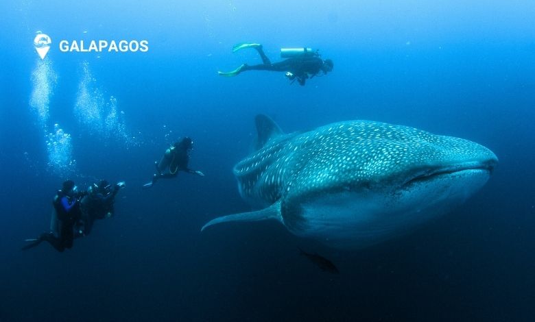 Liveaboard-diving